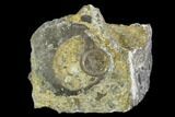 Edrioasteroid On Brachiopod Shell- Ontario #110540-1